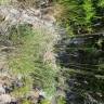 Fotografia 11 da espécie Pseudarrhenatherum longifolium do Jardim Botânico UTAD