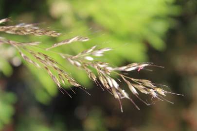 Fotografia da espécie Pseudarrhenatherum longifolium