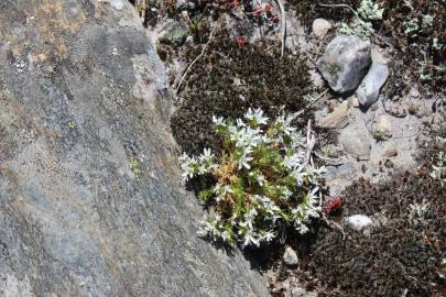 Fotografia da espécie Arenaria querioides subesp. querioides