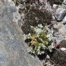 Fotografia 9 da espécie Arenaria querioides subesp. querioides do Jardim Botânico UTAD