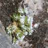 Fotografia 10 da espécie Arenaria querioides subesp. querioides do Jardim Botânico UTAD