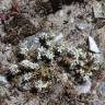 Fotografia 11 da espécie Arenaria querioides subesp. querioides do Jardim Botânico UTAD