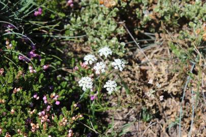 Fotografia da espécie Conopodium majus subesp. marizianum