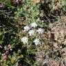 Fotografia 10 da espécie Conopodium majus subesp. marizianum do Jardim Botânico UTAD