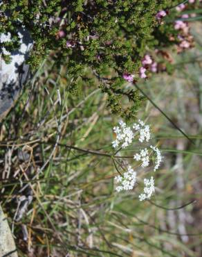 Fotografia 11 da espécie Conopodium majus subesp. marizianum no Jardim Botânico UTAD