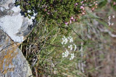 Fotografia da espécie Conopodium majus subesp. marizianum