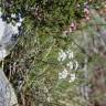 Fotografia 11 da espécie Conopodium majus subesp. marizianum do Jardim Botânico UTAD