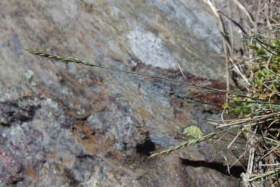 Fotografia da espécie Festuca summilusitana