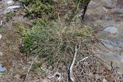 Fotografia da espécie Festuca summilusitana