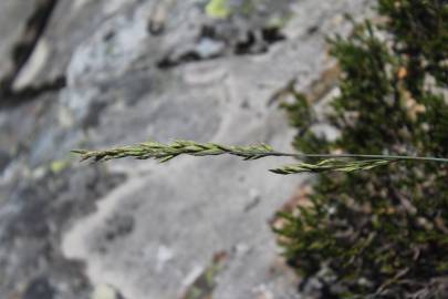 Fotografia da espécie Festuca summilusitana