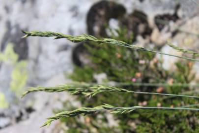 Fotografia da espécie Festuca summilusitana