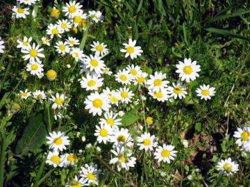 Fotografia da espécie Anthemis arvensis subesp. arvensis