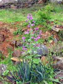 Fotografia da espécie Lunaria annua subesp. annua