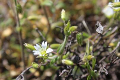 Fotografia da espécie Cerastium diffusum