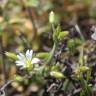 Fotografia 3 da espécie Cerastium diffusum do Jardim Botânico UTAD