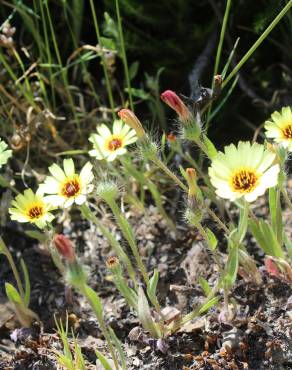 Fotografia 8 da espécie Hispidella hispanica no Jardim Botânico UTAD