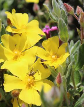 Fotografia 17 da espécie Halimium lasianthum subesp. alyssoides no Jardim Botânico UTAD