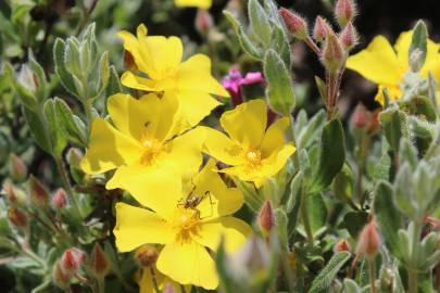 Fotografia da espécie Halimium lasianthum subesp. alyssoides