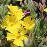 Fotografia 17 da espécie Halimium lasianthum subesp. alyssoides do Jardim Botânico UTAD