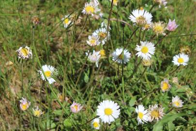 Fotografia da espécie Bellis perennis