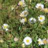 Fotografia 13 da espécie Bellis perennis do Jardim Botânico UTAD