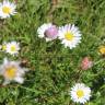 Fotografia 14 da espécie Bellis perennis do Jardim Botânico UTAD