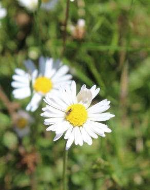 Fotografia 15 da espécie Bellis perennis no Jardim Botânico UTAD