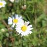 Fotografia 15 da espécie Bellis perennis do Jardim Botânico UTAD