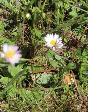 Fotografia 16 da espécie Bellis perennis no Jardim Botânico UTAD