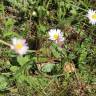 Fotografia 16 da espécie Bellis perennis do Jardim Botânico UTAD