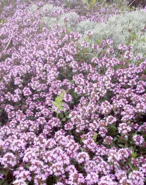 Fotografia 7 da espécie Thymus herba-barona subesp. bivalens no Jardim Botânico UTAD