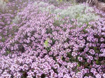 Fotografia da espécie Thymus herba-barona subesp. bivalens