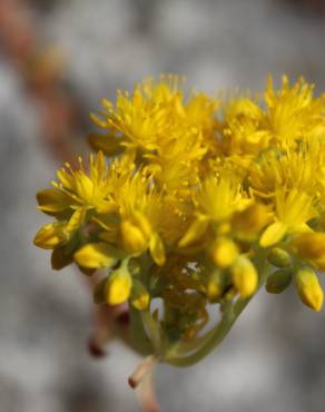 Fotografia 8 da espécie Sedum forsterianum no Jardim Botânico UTAD