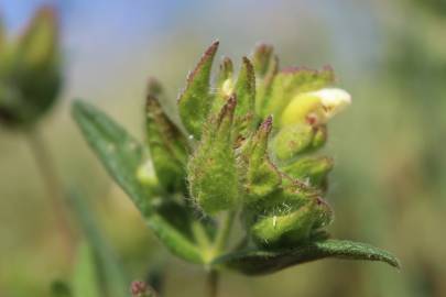 Fotografia da espécie Cistus psilosepalus