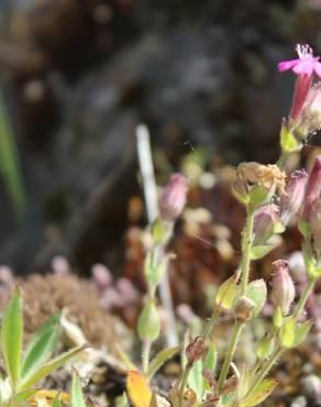 Fotografia 8 da espécie Silene acutifolia no Jardim Botânico UTAD