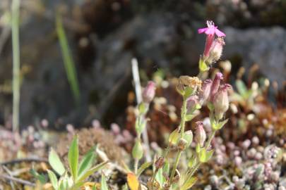 Fotografia da espécie Silene acutifolia