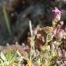 Fotografia 8 da espécie Silene acutifolia do Jardim Botânico UTAD