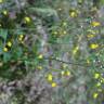 Fotografia 5 da espécie Crepis lampsanoides do Jardim Botânico UTAD