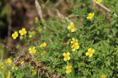 Fotografia da espécie Potentilla erecta