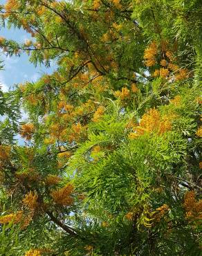 Fotografia 16 da espécie Grevillea robusta no Jardim Botânico UTAD