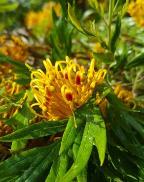 Fotografia 17 da espécie Grevillea robusta no Jardim Botânico UTAD