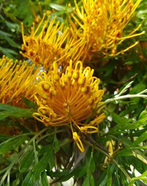 Fotografia 18 da espécie Grevillea robusta no Jardim Botânico UTAD