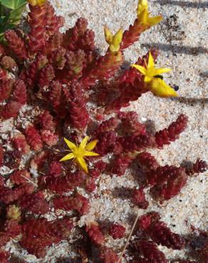 Fotografia 18 da espécie Sedum acre no Jardim Botânico UTAD