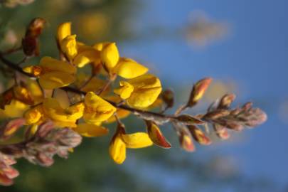 Fotografia da espécie Adenocarpus complicatus