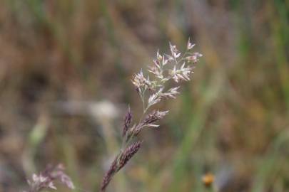 Fotografia da espécie Corynephorus canescens