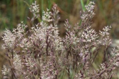 Fotografia da espécie Corynephorus canescens