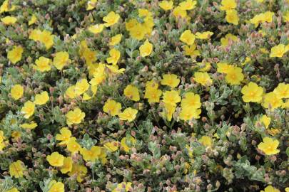 Fotografia da espécie Halimium lasianthum subesp. alyssoides