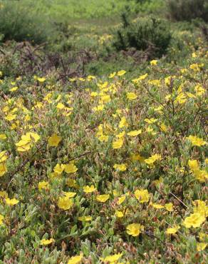 Fotografia 19 da espécie Halimium lasianthum subesp. alyssoides no Jardim Botânico UTAD