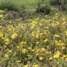 Fotografia 19 da espécie Halimium lasianthum subesp. alyssoides do Jardim Botânico UTAD