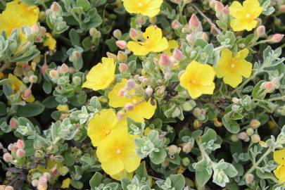 Fotografia da espécie Halimium lasianthum subesp. alyssoides